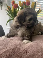 Brown, a male Shih Tzu for sale in Detroit, MI – Photo 3 of 3