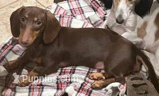 Woodstock, a female Miniature Dachshund for sale in Pittsburg, CA – Photo 2 of 2