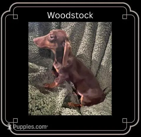 Woodstock – Miniature Dachshund puppy for sale in Pittsburg, CA