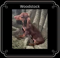 Woodstock, a female Miniature Dachshund for sale in Pittsburg, CA – Photo 1 of 2