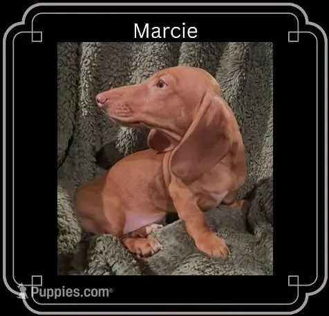 Marcie – Miniature Dachshund puppy for sale in Pittsburg, CA
