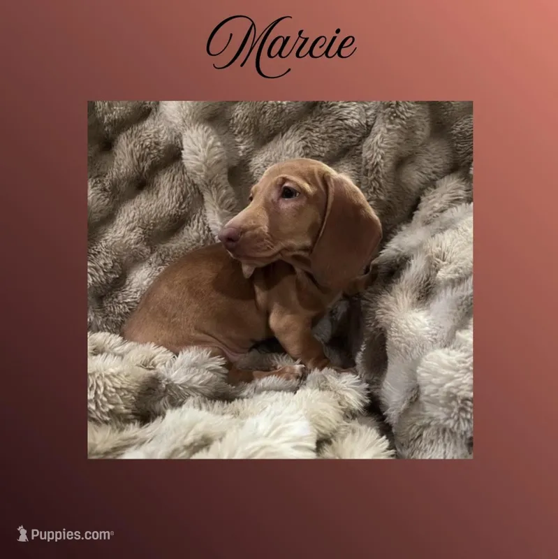 Marcie – Miniature Dachshund puppy for sale in Pittsburg, CA