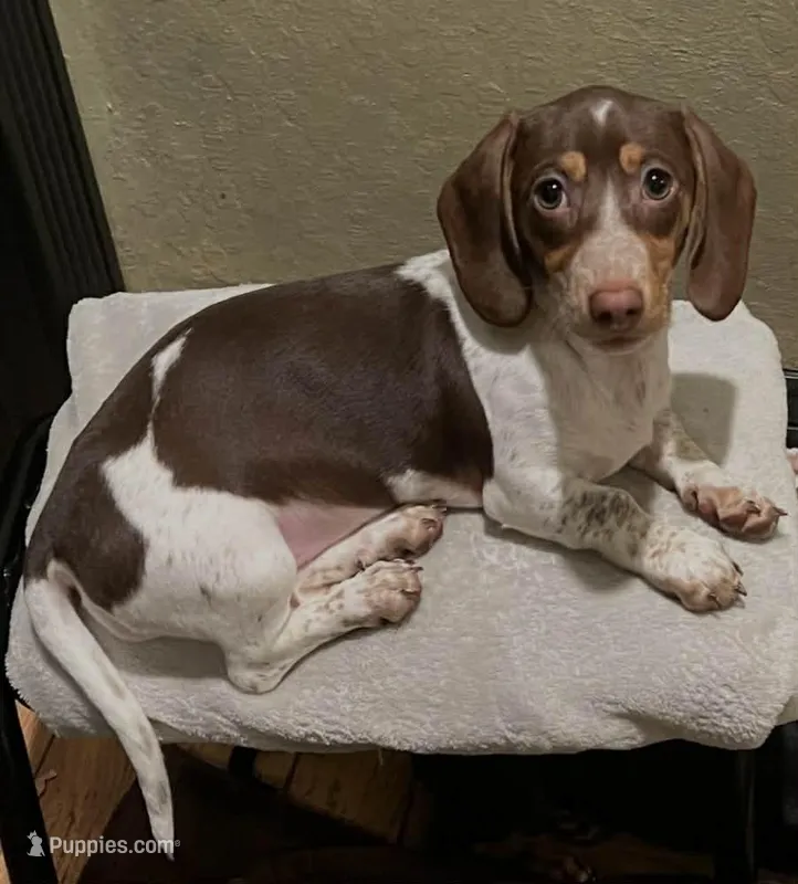 Lucy – Miniature Dachshund puppy for sale in Pittsburg, CA