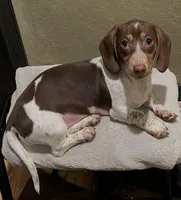 Lucy, a female Miniature Dachshund for sale in Pittsburg, CA – Photo 1 of 3