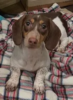 Lucy, a female Miniature Dachshund for sale in Pittsburg, CA – Photo 3 of 3