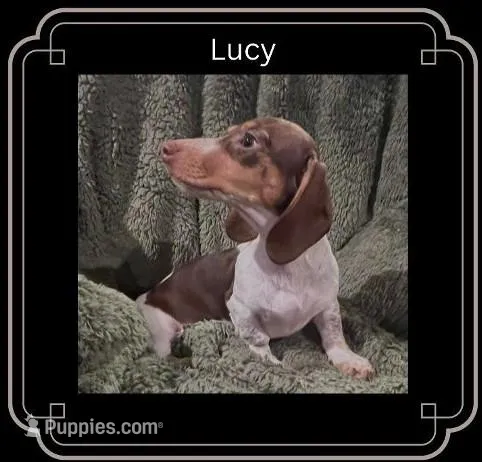 Lucy – Miniature Dachshund puppy for sale in Pittsburg, CA