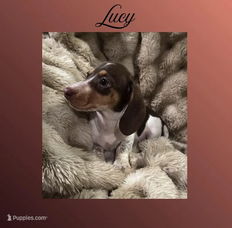 Lucy – Miniature Dachshund puppy for sale in Pittsburg, CA
