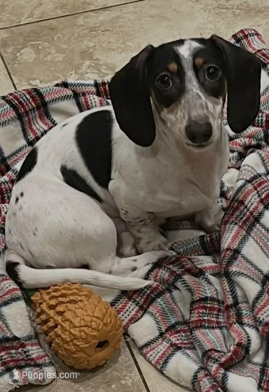 Snoopy – Miniature Dachshund puppy for sale in Pittsburg, CA