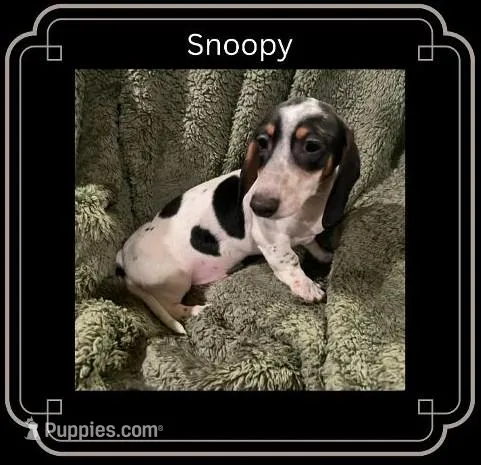 Snoopy – Miniature Dachshund puppy for sale in Pittsburg, CA