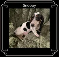 Snoopy, a male Miniature Dachshund for sale in Pittsburg, CA – Photo 2 of 3