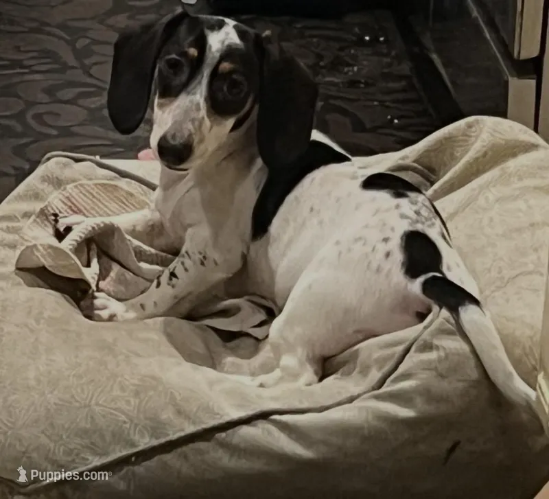 Snoopy – Miniature Dachshund puppy for sale in Pittsburg, CA