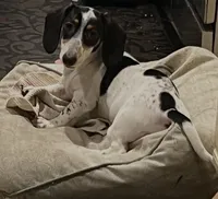 Snoopy, a male Miniature Dachshund for sale in Pittsburg, CA – Photo 3 of 3