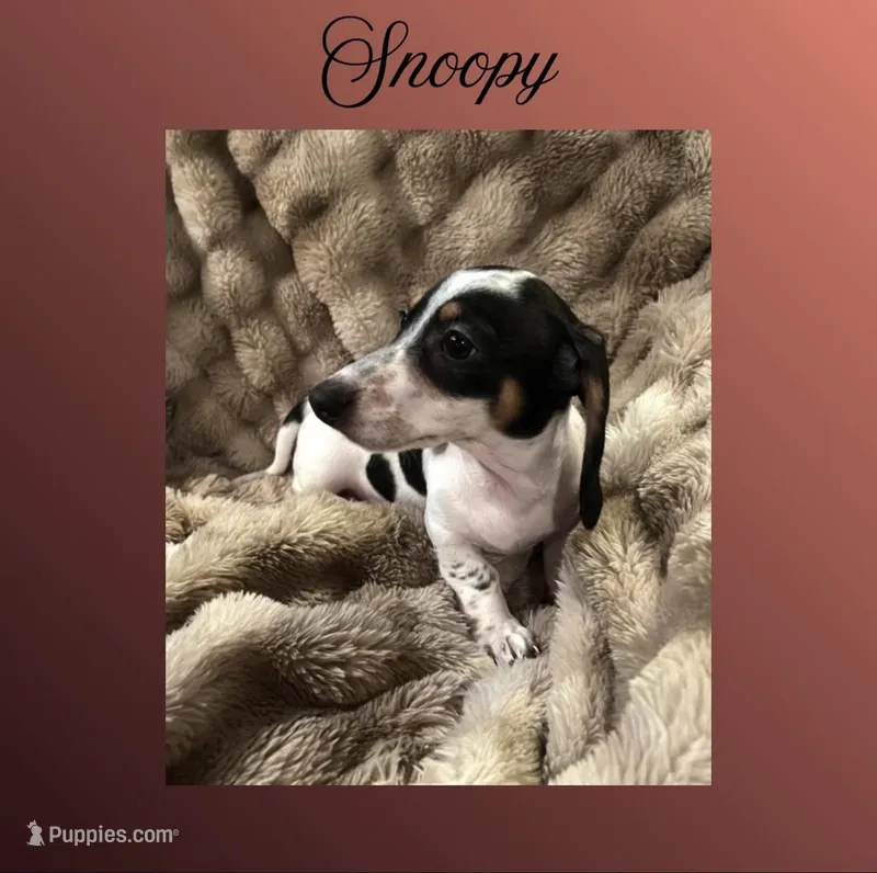 Snoopy – Miniature Dachshund puppy for sale in Pittsburg, CA