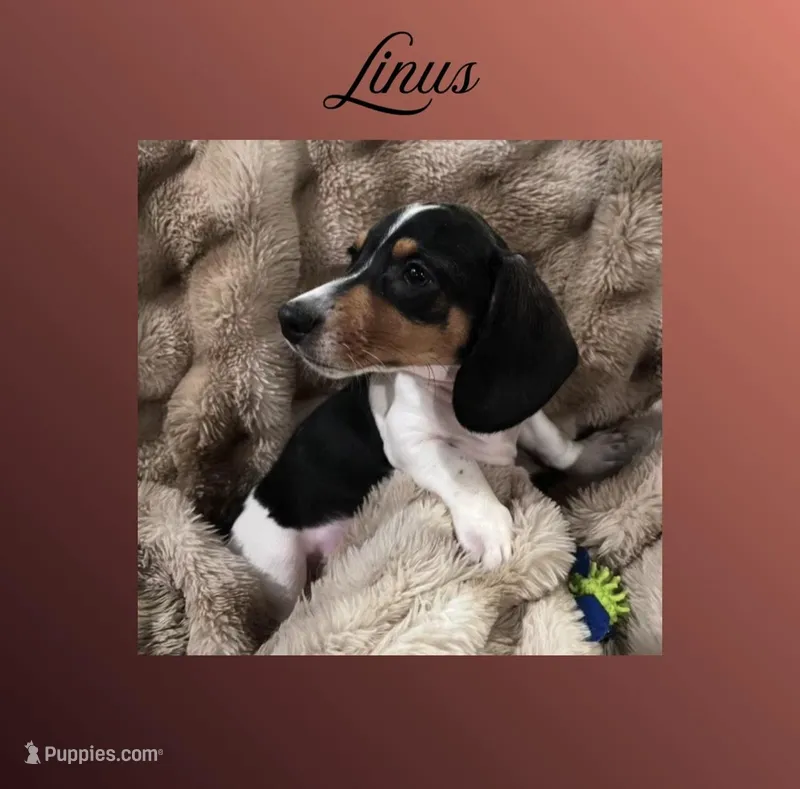 Linus – Miniature Dachshund puppy for sale in Pittsburg, CA