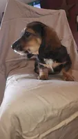 Bolt, a male Miniature Dachshund for sale in Martinsville, IN – 3 of 4