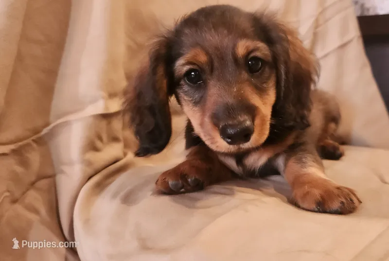 Rocko – Miniature Dachshund puppy for sale in Martinsville, IN