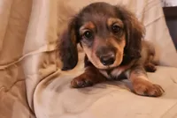 Rocko, a male Miniature Dachshund for sale in Martinsville, IN – 1 of 5