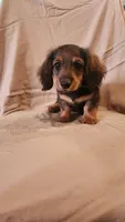 Rocko, a male Miniature Dachshund for sale in Martinsville, IN – 5 of 5