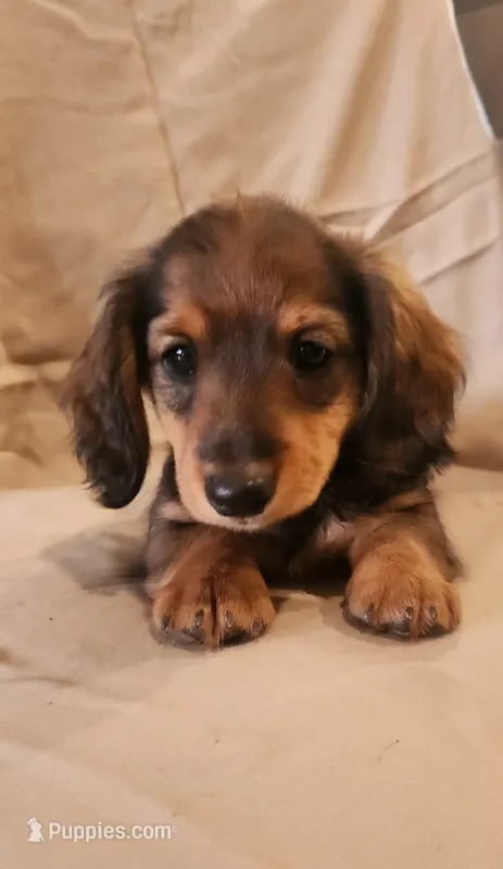 Pee wee – Miniature Dachshund puppy for sale in Martinsville, IN