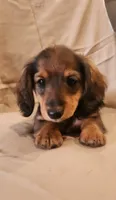 Pee wee, a male Miniature Dachshund for sale in Martinsville, IN – 1 of 5