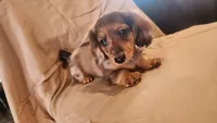 Bluey, a male Miniature Dachshund for sale in Martinsville, IN – 2 of 5