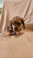 Cookie , a female Miniature Dachshund for sale in Martinsville, IN – 3 of 5