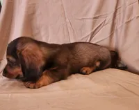Rocko, a male Miniature Dachshund for sale in Martinsville, IN – 3 of 5