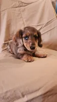 Bluey, a male Miniature Dachshund for sale in Martinsville, IN – 4 of 5