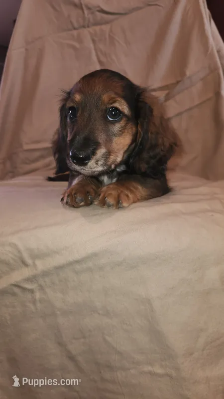 Bolt – Miniature Dachshund puppy for sale in Martinsville, IN