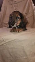 Bolt, a male Miniature Dachshund for sale in Martinsville, IN – 1 of 4
