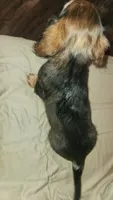 Bolt, a male Miniature Dachshund for sale in Martinsville, IN – 4 of 4