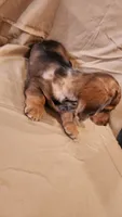 Cookie , a female Miniature Dachshund for sale in Martinsville, IN – 4 of 5