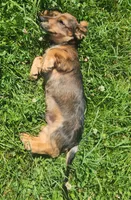 Spot, a male Miniature Dachshund for sale in Martinsville, IN – 5 of 7