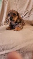 Cookie , a female Miniature Dachshund for sale in Martinsville, IN – 5 of 5