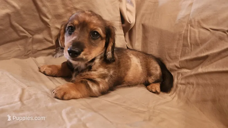 Cookie  – Miniature Dachshund puppy for sale in Martinsville, IN