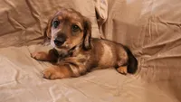 Cookie , a female Miniature Dachshund for sale in Martinsville, IN – 1 of 5