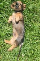 Spot, a male Miniature Dachshund for sale in Martinsville, IN – 4 of 7