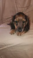Bolt, a male Miniature Dachshund for sale in Martinsville, IN – 2 of 4