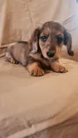 Bluey, a male Miniature Dachshund for sale in Martinsville, IN – 3 of 5