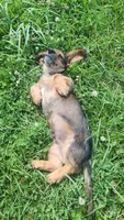 Spot, a male Miniature Dachshund for sale in Martinsville, IN – 7 of 7