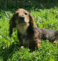 Spot, a male Miniature Dachshund for sale in Martinsville, IN – 2 of 7