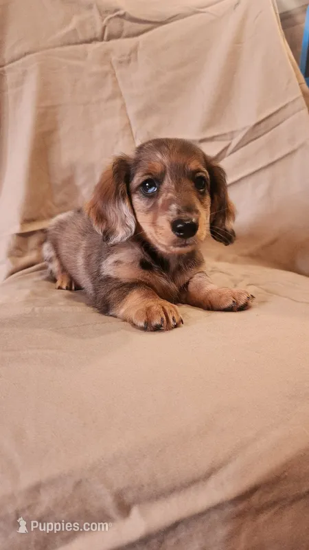 Bluey – Miniature Dachshund puppy for sale in Martinsville, IN