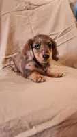 Bluey, a male Miniature Dachshund for sale in Martinsville, IN – 1 of 5
