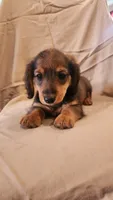 Pee wee, a male Miniature Dachshund for sale in Martinsville, IN – 4 of 5
