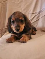 Pee wee, a male Miniature Dachshund for sale in Martinsville, IN – 3 of 5
