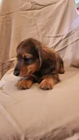 Pee wee, a male Miniature Dachshund for sale in Martinsville, IN – 5 of 5
