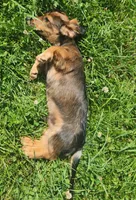 Spot, a male Miniature Dachshund for sale in Martinsville, IN – 3 of 7