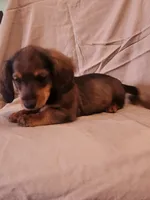 Pee wee, a male Miniature Dachshund for sale in Martinsville, IN – 2 of 5