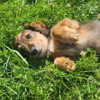 Spot, a male Miniature Dachshund for sale in Martinsville, IN – 1 of 7