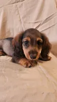 Rocko, a male Miniature Dachshund for sale in Martinsville, IN – 4 of 5